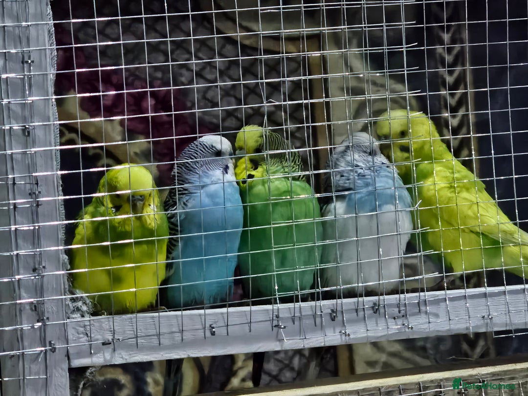 Budgerigars birds for sale: Budgies  - Advert 6