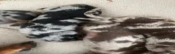 Miniature Dachshund dogs for sale: Beautiful dapple pups  - Advert 8