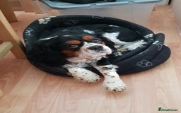 Cavalier King Charles Spaniel dogs for sale: 2 Cavalier king Charles puppies left - Image 32