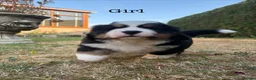 Bernese Mountain Dog dogs for sale: BEAUTIFUL BERNESE MOUNTAIN DOG PUPPIES-4 BOYS !!! - Advert 9