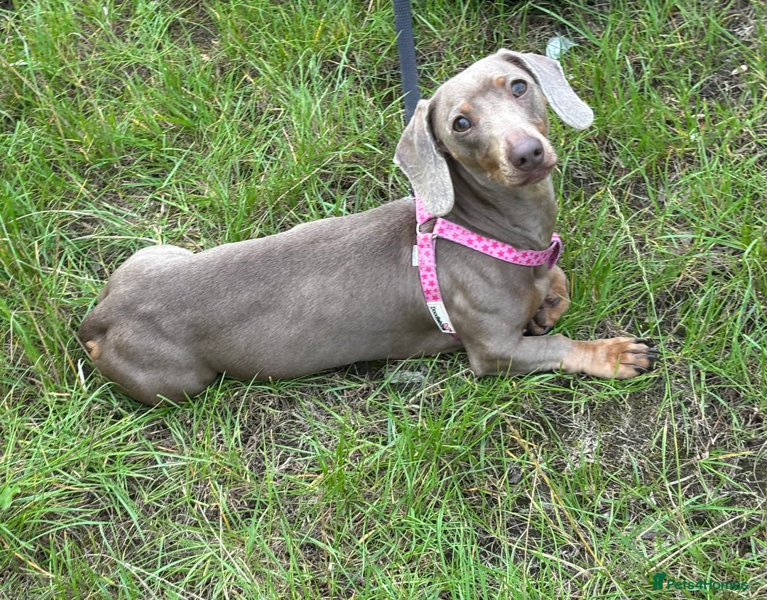 Miniature Dachshund dogs for adoption: Luna * Miniature Dachshund * 240723 - Image 1