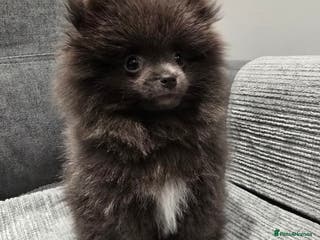 Pomeranian dogs Blue Pomeranian puppy - Advert 2