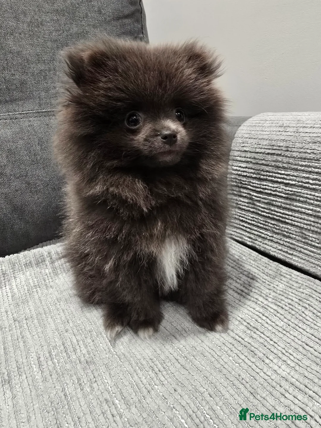 Pomeranian dogs for sale: Blue Pomeranian puppy - Advert 1
