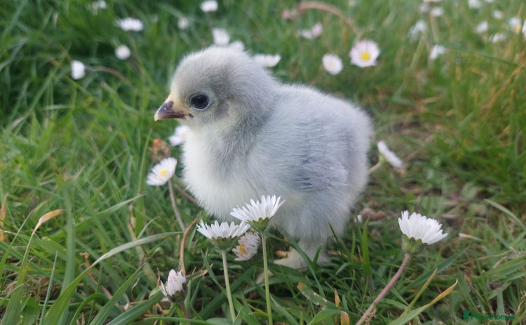 Chickens poultry - Advert 2