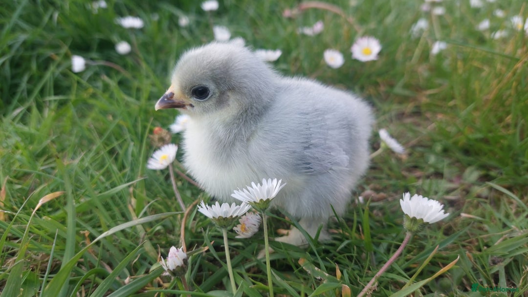Chickens poultry for sale: Day old chicks / hatching eggs Brahma sussex Pekin - Image 1