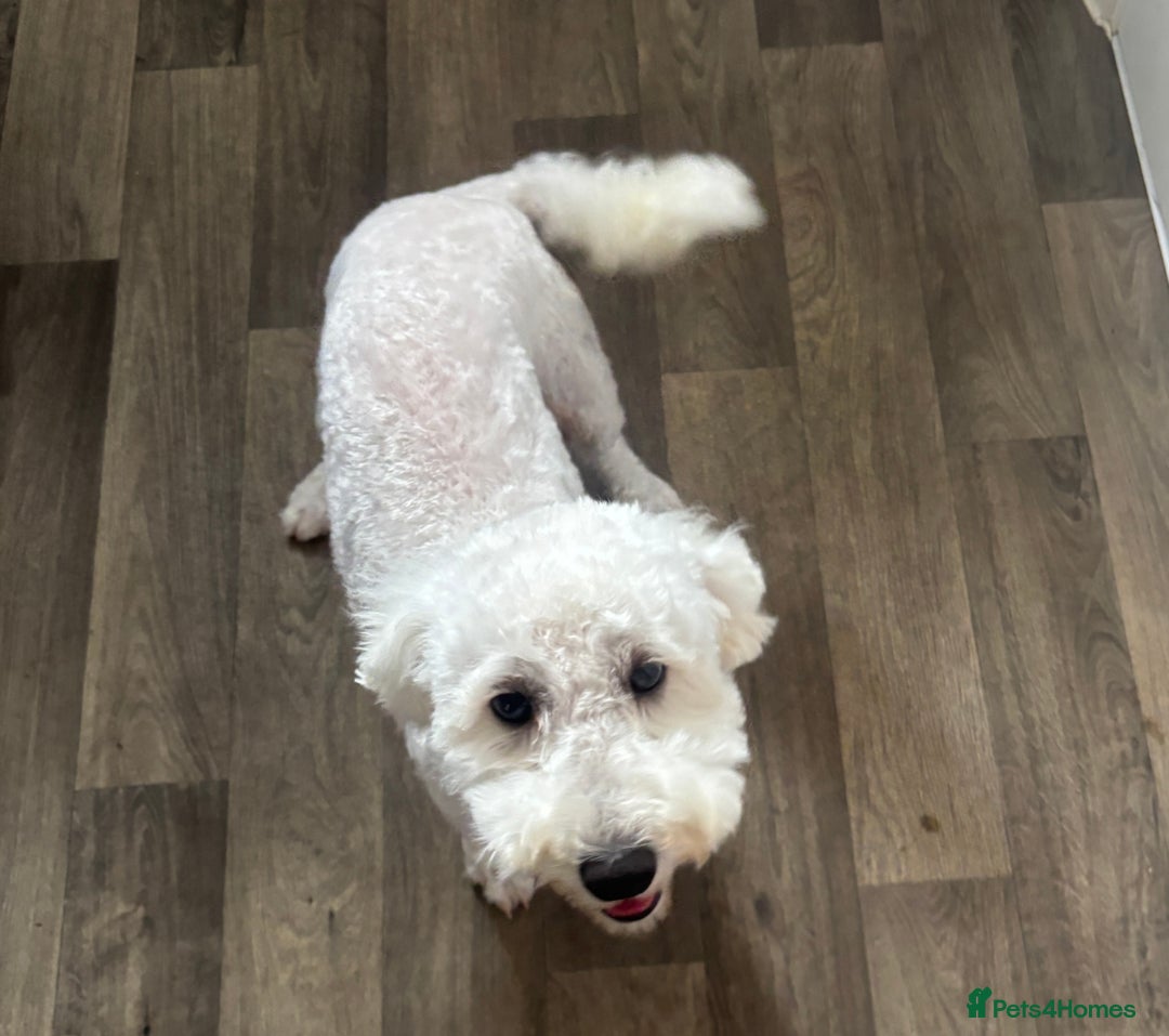 Poochon dogs for sale: Lovely sweet girl looking for her forever home - Image 3