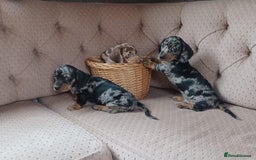 Miniature Dachshund dogs for sale: Gorgeous miniature dachshund puppies - Image 1