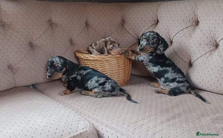 Miniature Dachshund dogs - Advert 2