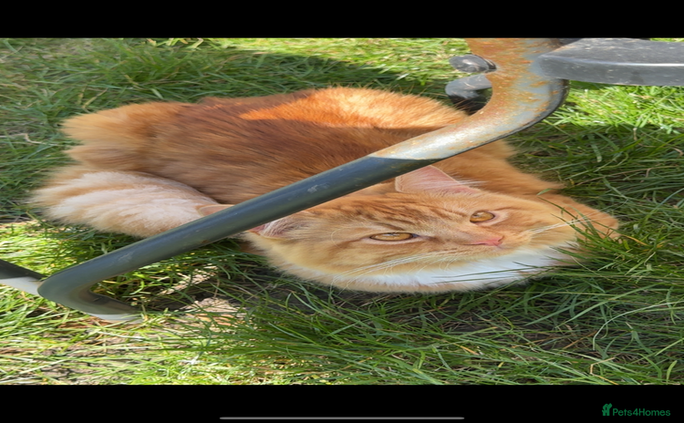 Mixed Breed cats - Advert 12