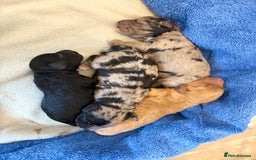 Cockapoo dogs for sale: Cockapoo litter  - Image 10