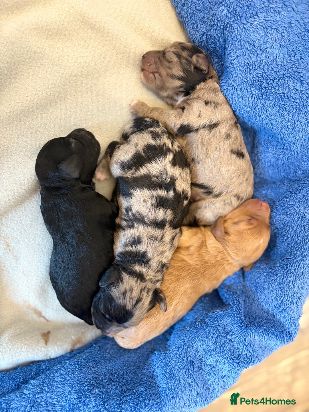 Cockapoo dogs for sale: Cockapoo litter  - Image 10