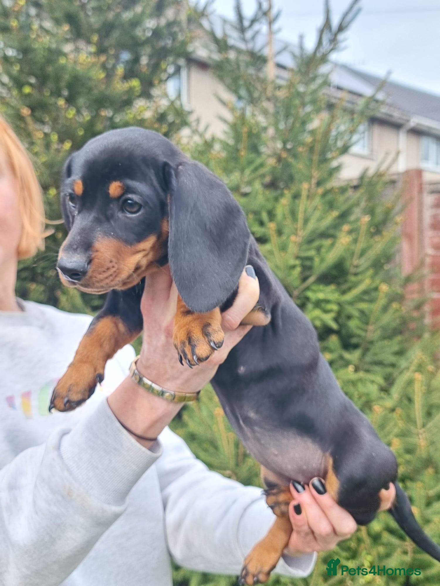 Dachshund dogs Standard dachshund  - Advert 3