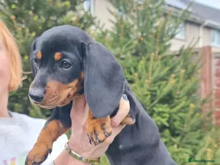 Dachshund dogs Standard dachshund - Advert 3