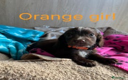 Cocker Spaniel dogs for sale: 5 beautiful kc working cocker spaniels  - Image 5
