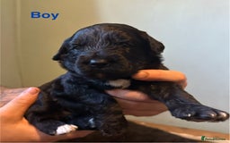 Mixed Breed dogs for sale: F1 Saint Berdoodles - Image 19