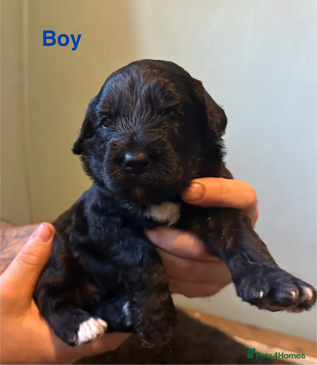Mixed Breed dogs for sale: F1 Saint Berdoodles - Image 19