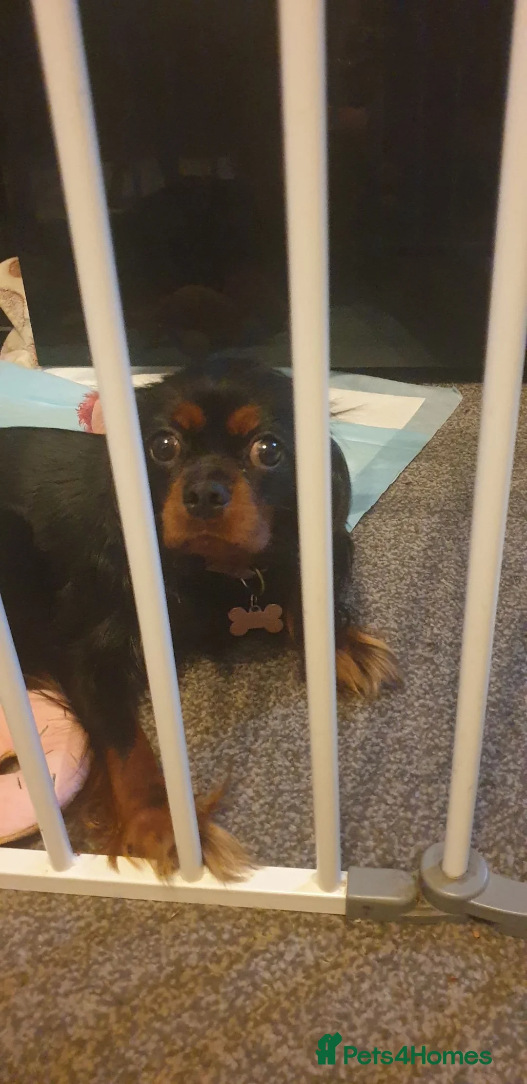 Cavalier King Charles Spaniel dogs for sale: Black and tan puppy for sale  - Advert 5