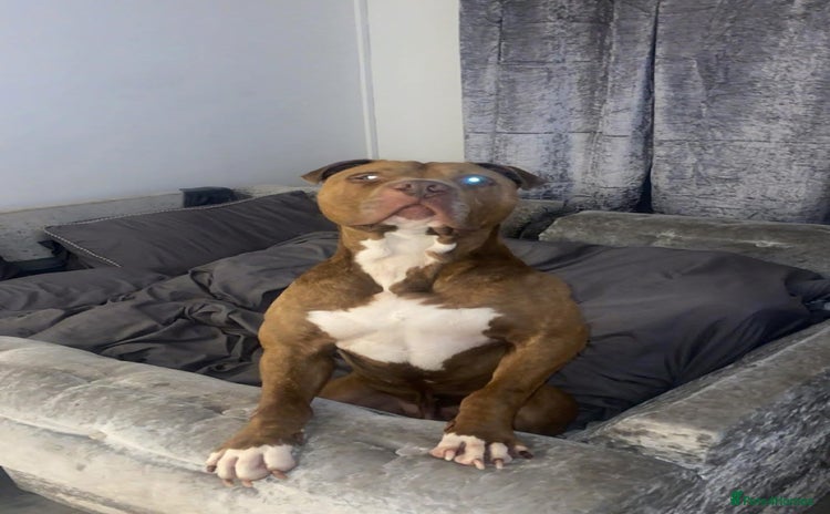 American Bulldog dogs - Advert 1