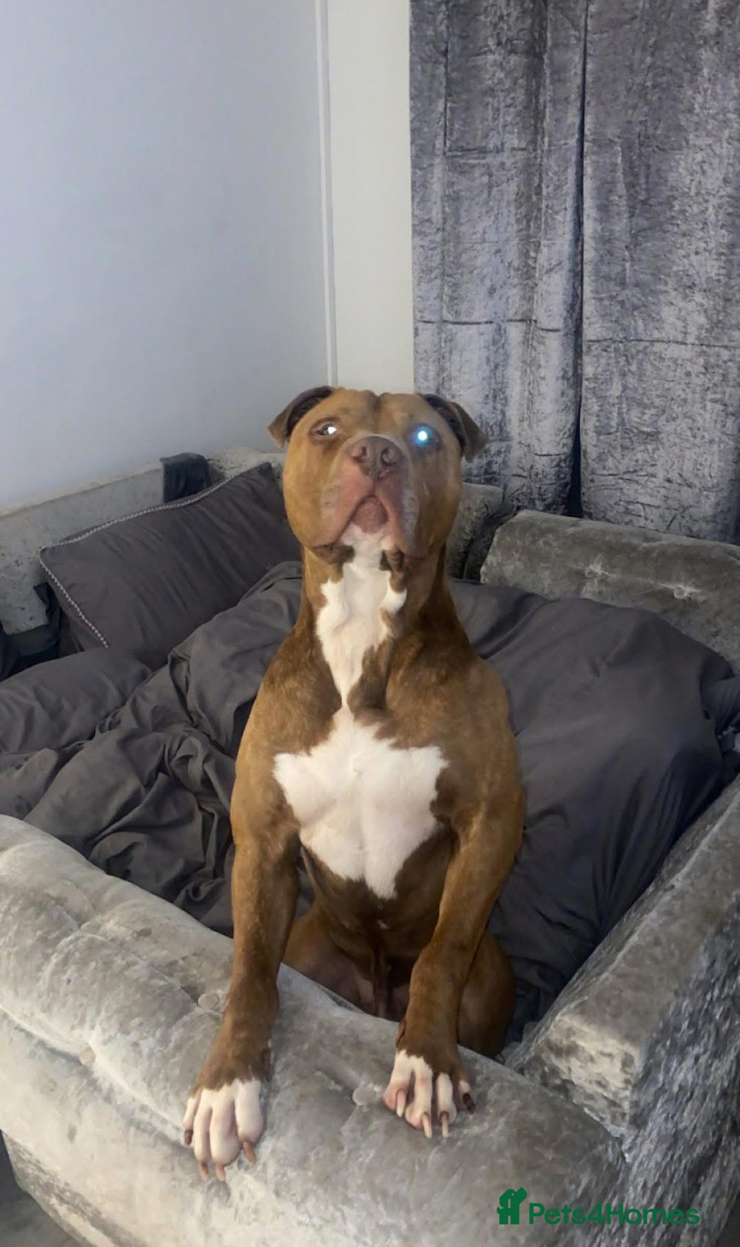 American Bulldog dogs for stud: American bulldog cross for STUD - Image 1