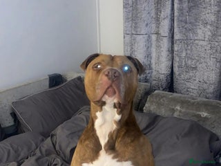 American Bulldog dogs - Advert 3