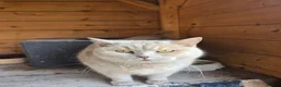British Shorthair cats for sale: Active adult BSH cats  - Advert 4