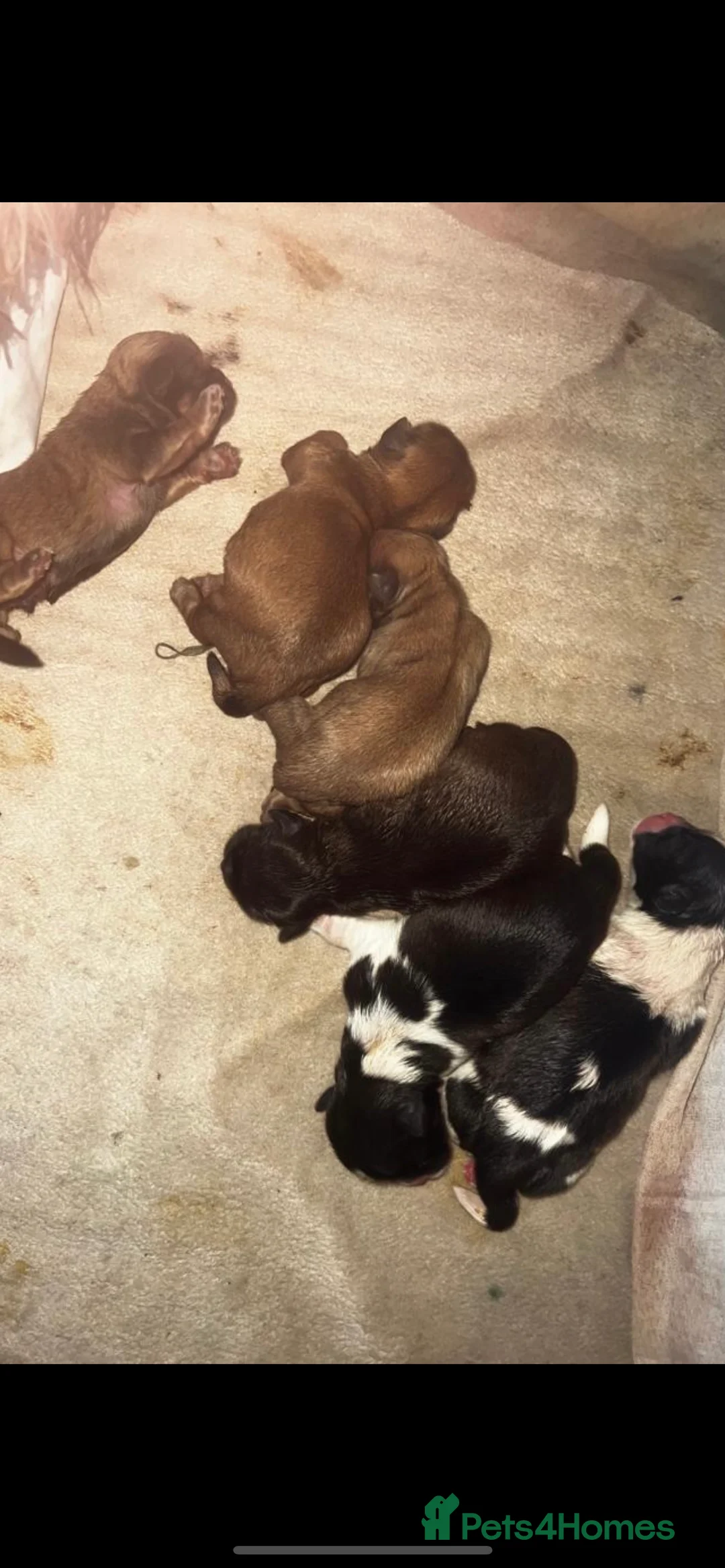 Shih Tzu dogs for stud: Shih tzu stud  in Glasgow - Advert 11