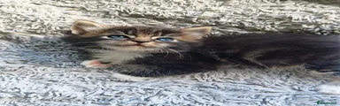 Ragcoon 4