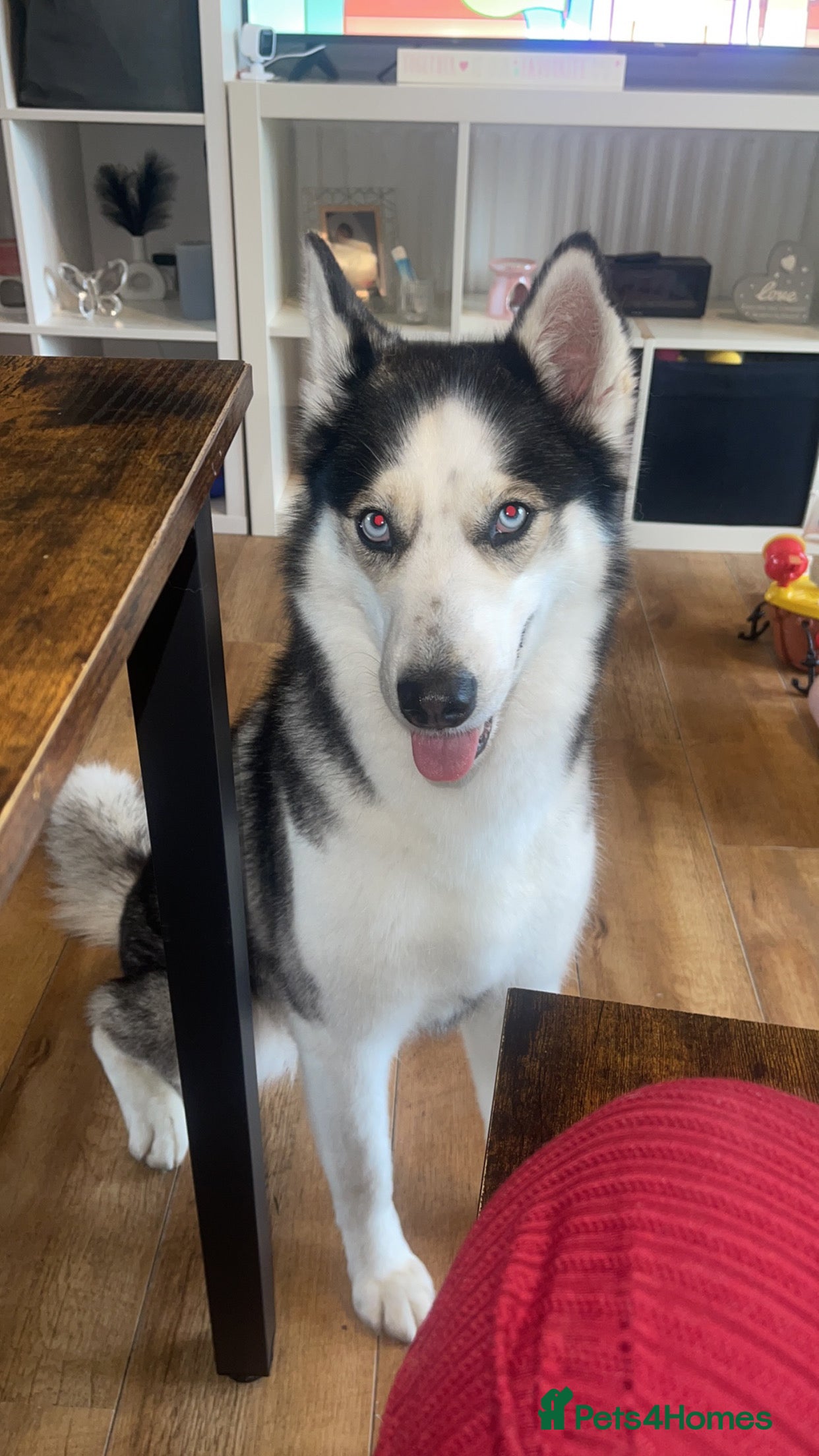 Siberian Husky dogs 4 year old Siberian  husky  - Advert 1