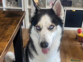 Siberian Husky dogs 4 year old Siberian husky - Advert 1