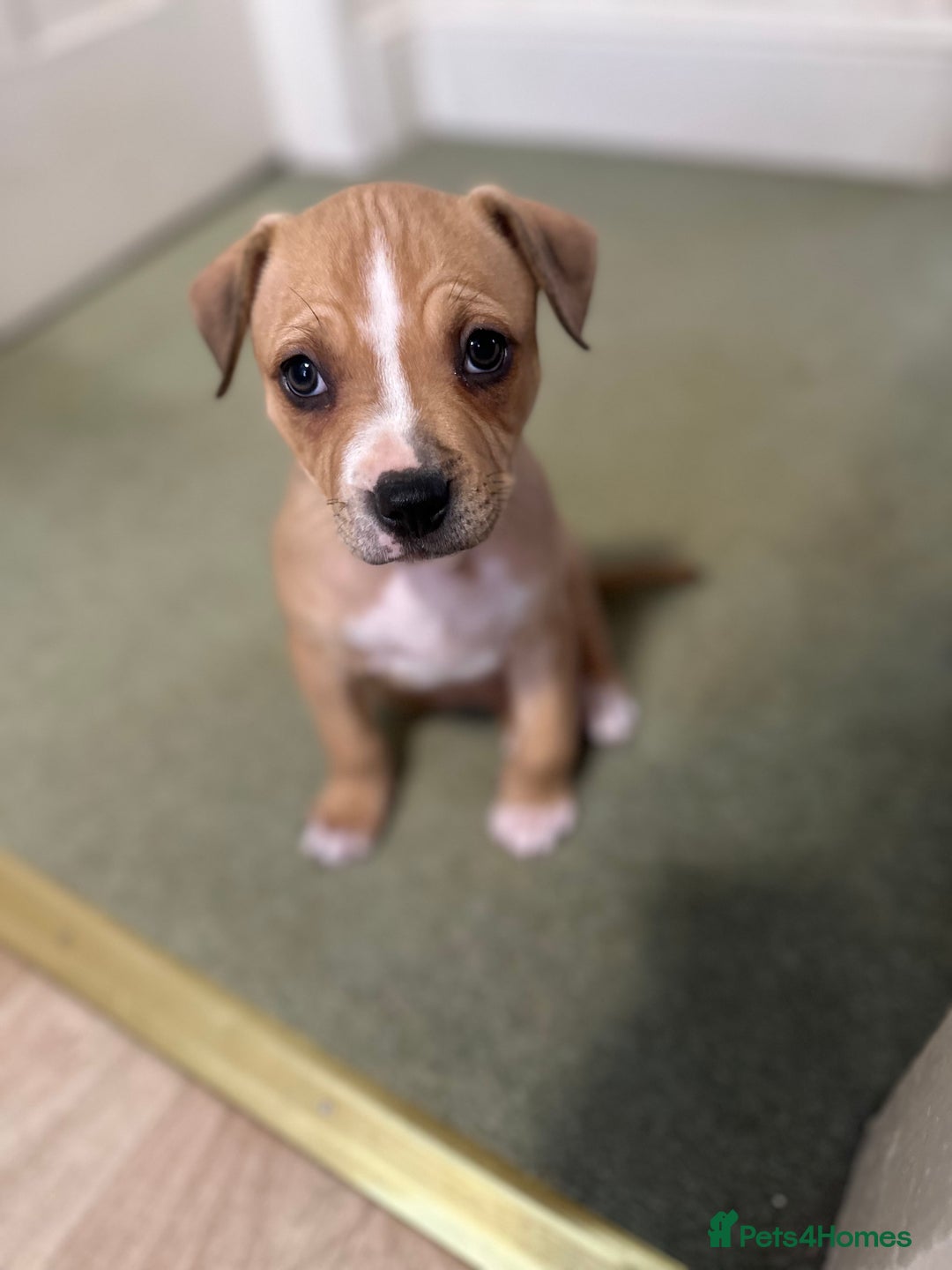 Mixed Breed dogs for sale: Gorgeous Female Puppy For Sale - Advert 6