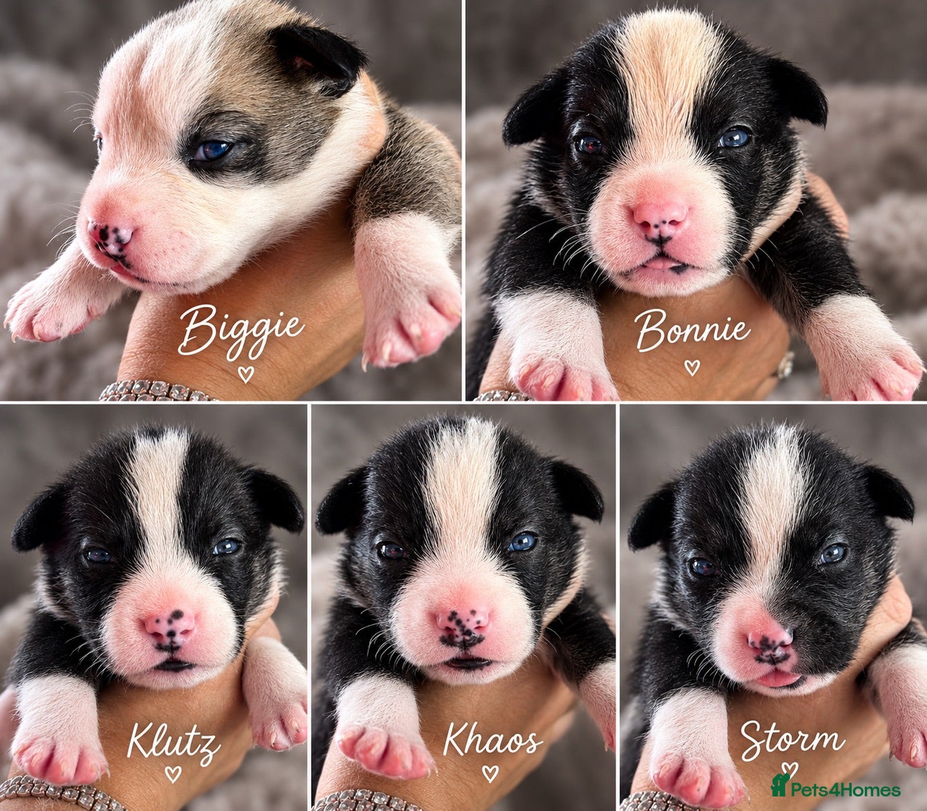 Mixed Breed dogs 🐾BULLDOG X BORDER COLLIE PUPPIES - Advert 2
