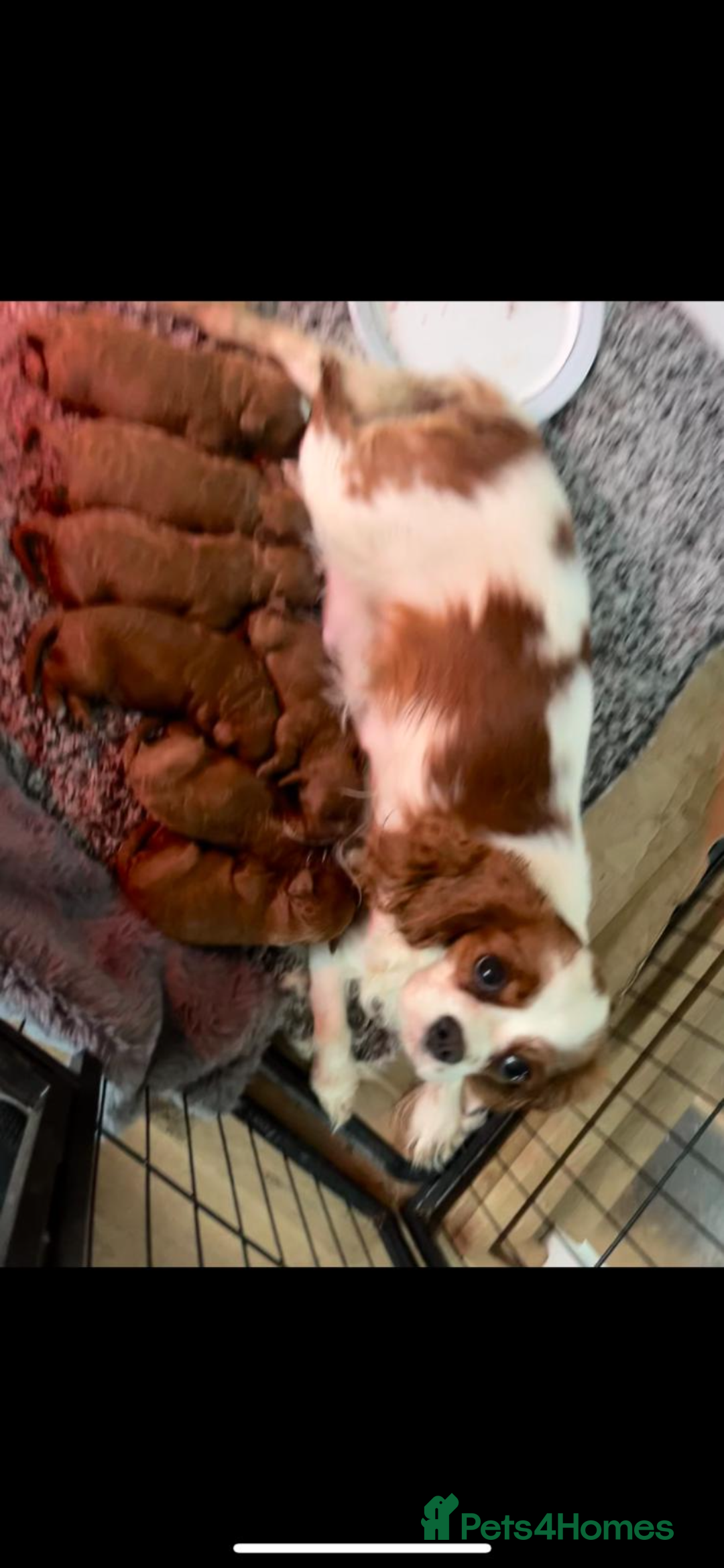 Cavapoo dogs for sale: CAVAPOO’s toy size (reds) - Image 9
