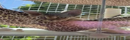 Devon Rex cats for sale: 🐾 Expected Devon Rex Kittens–August 2026 🐾 - Advert 13