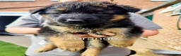 German Shepherd dogs for sale: German shepherd puppy  - Advert 4