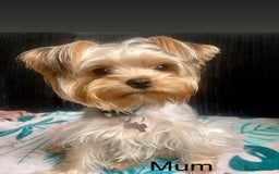 Yorkshire Terrier dogs for sale: Mini Yorkshire Terries  - Image 7