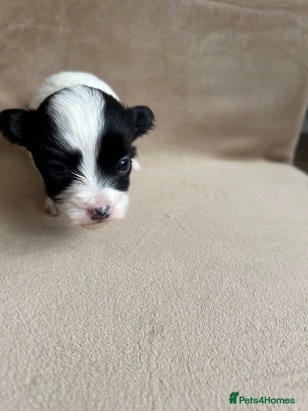 Coton De Tulear dogs for sale: Coton de Tulear puppies  - Image 16
