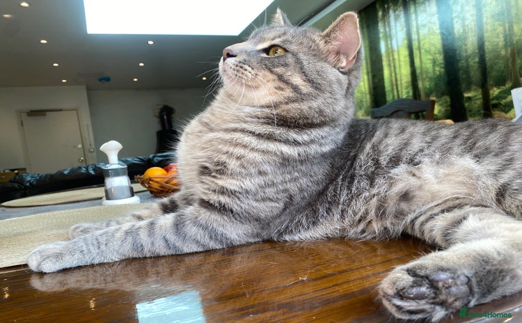 British Shorthair cats - Advert 15