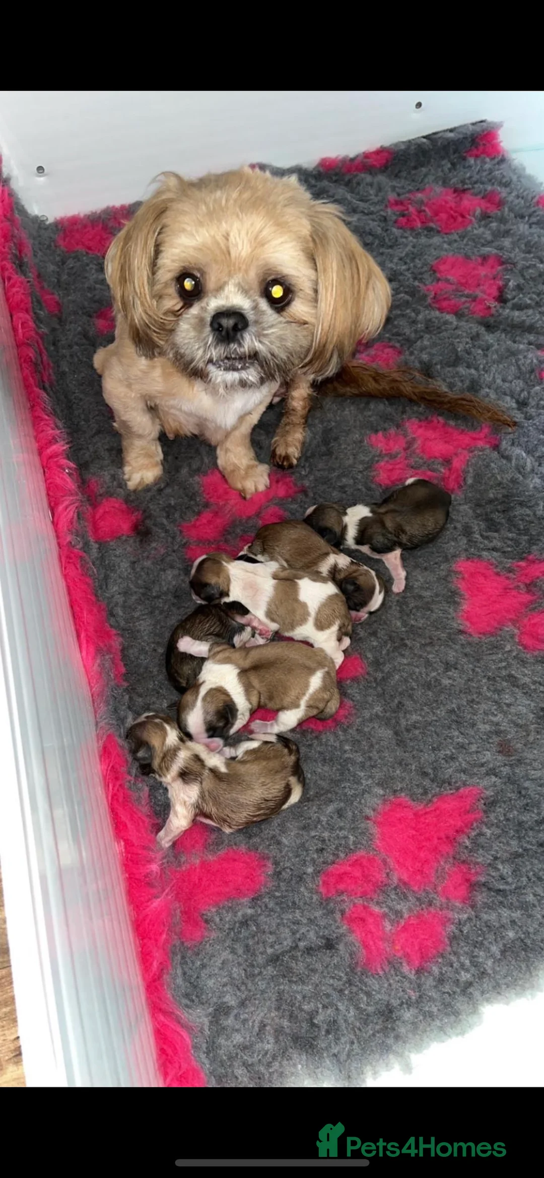 Shih Tzu dogs for stud: KC registered stud dog in Cullompton - Advert 16