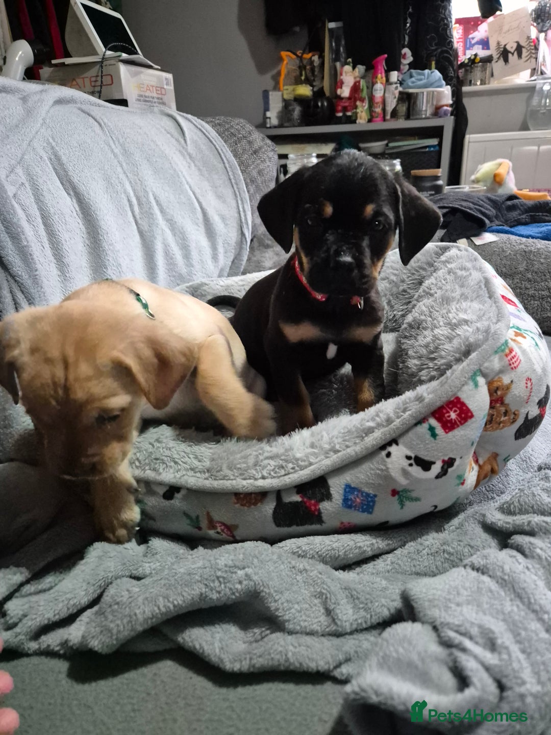 Mixed Breed dogs for sale: puppies  - Advert 5