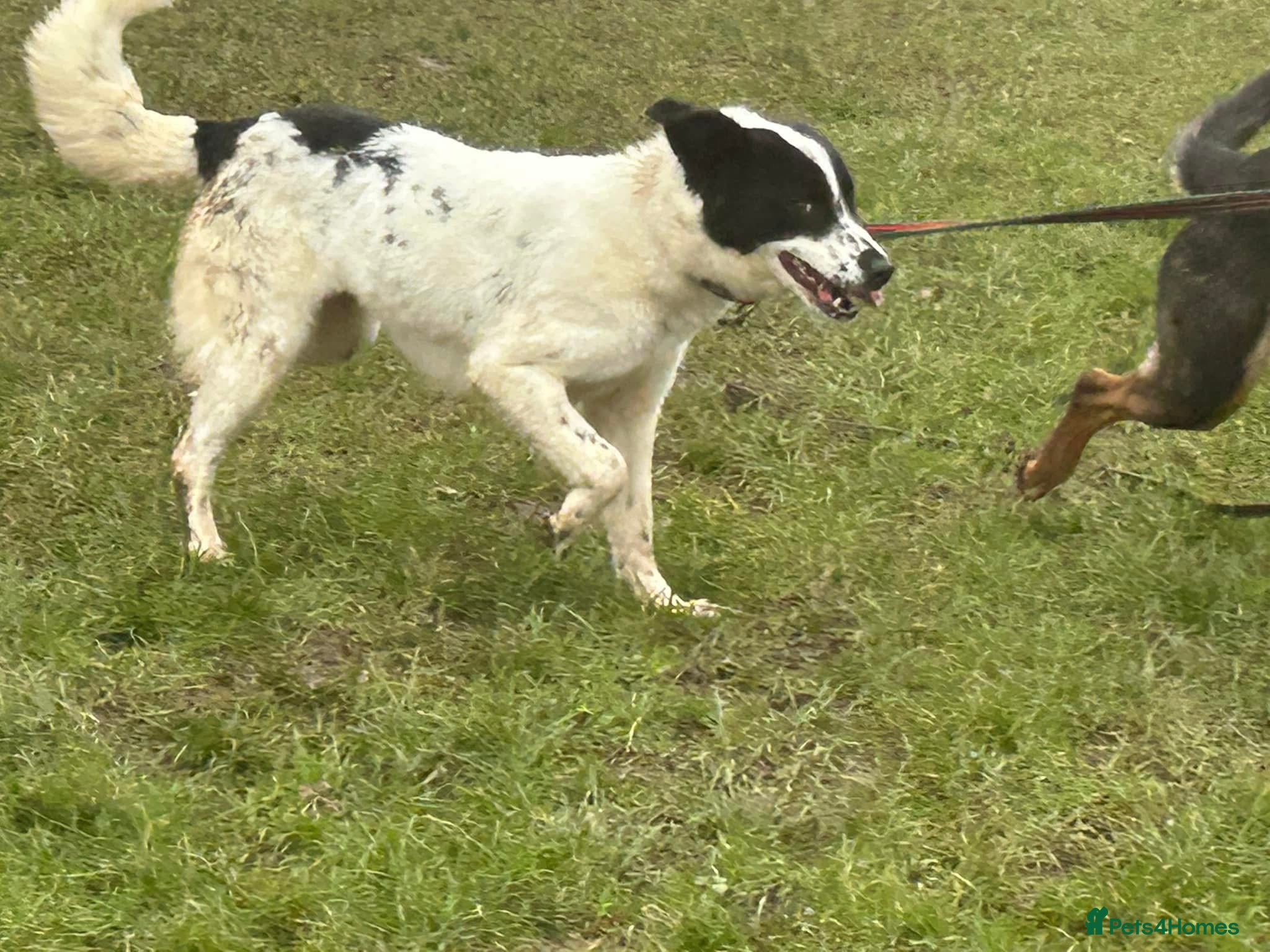 Mixed Breed dogs Magpie - Norwich Norfolk  in Norwich - Advert 8