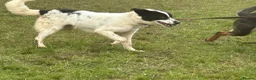 Mixed Breed dogs for adoption: Magpie - Norwich Norfolk  in Norwich - Advert 1