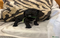 Cockapoo dogs for sale: F1 Cockapoos ready🩷 - Image 18