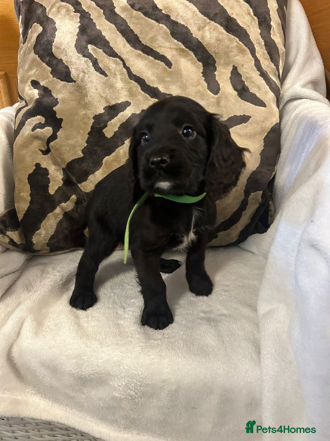 Cockapoo dogs for sale: F1 Cockapoos ready🩷 - Image 18