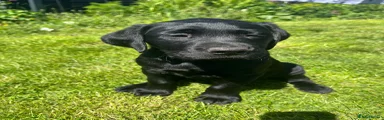 Labrador Retriever Puppy 1