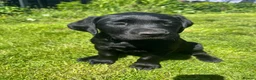 Labrador Retriever dogs for sale: 3 Labrador puppies for sale  - Advert 4