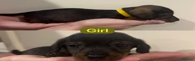 Miniature Dachshund Puppy 6