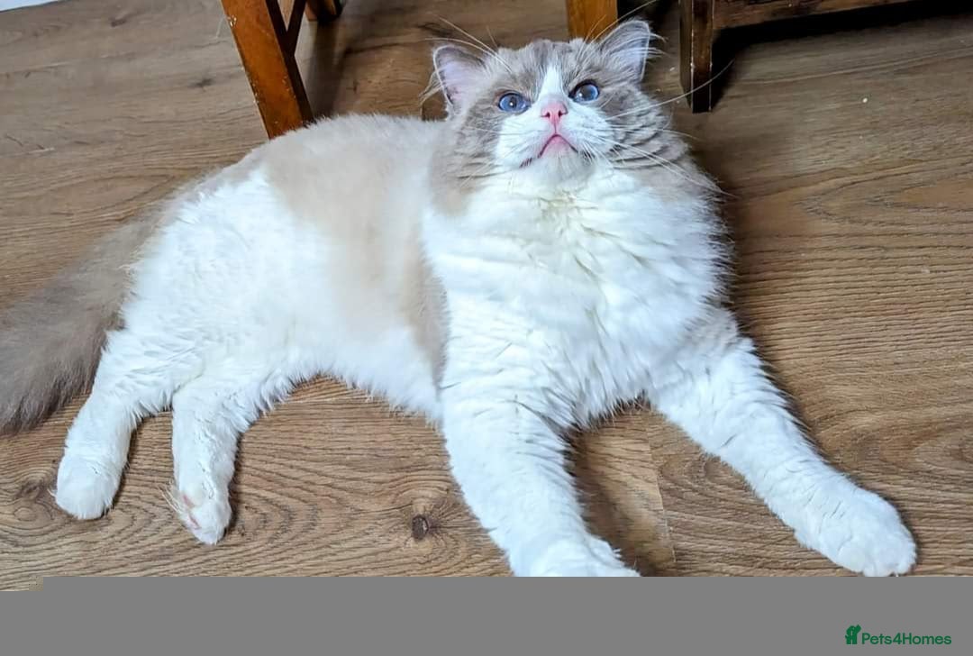 Ragdoll cats for sale: 3 beautiful female kittens available 🩷🧡 💜 - Advert 15