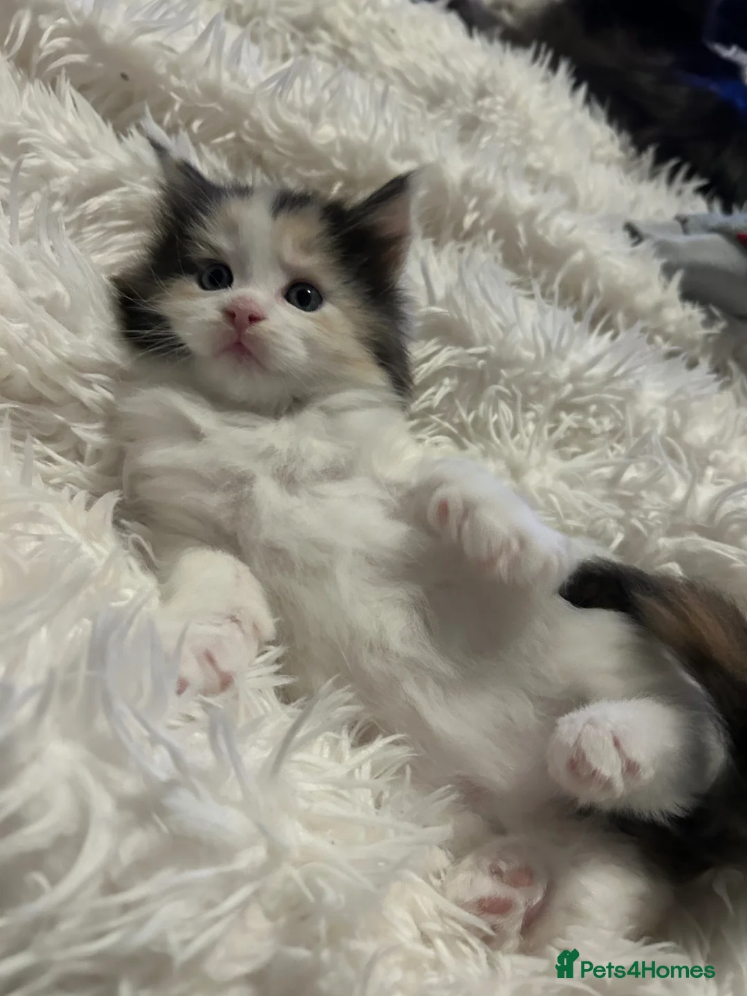 Maine Coon cats for sale: Maine Coon  in Goole - Advert 6