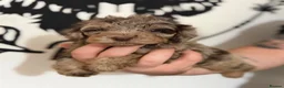 Cockapoo dogs for sale: Last Puppy remaining ❤️ f3 cockapoo puppies 🐾 - Advert 27