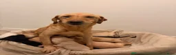 Labrador Retriever dogs for sale: Sweet Labrador Puppy Needs a New Family in Wembley - Advert 13